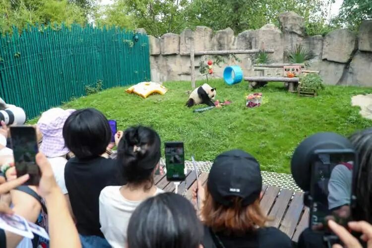 贺岁！上海野生动物园三只大熊猫集体庆生