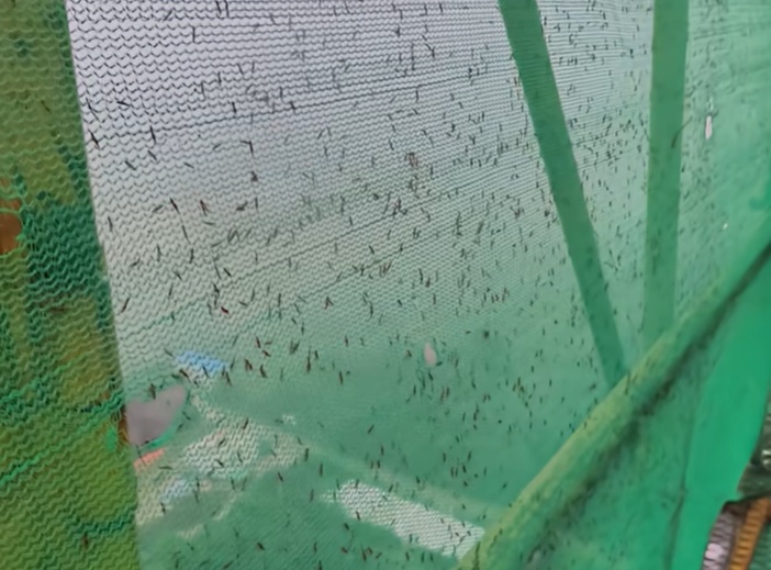 千万不能拍!多地现“行走的硫酸”,医院接诊量翻倍……遇到了这样应对→ 千万不能拍!多地现“行走的硫酸”,医院接诊量翻倍……遇到了这样应对→