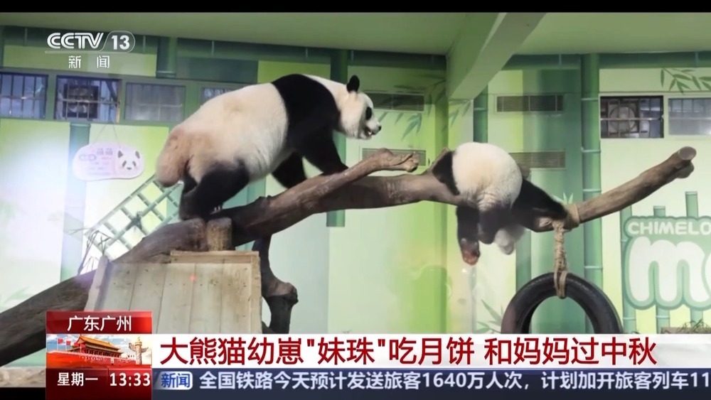 前方高萌！动物园中秋限定“吃播” 看看它们的月饼是什么馅