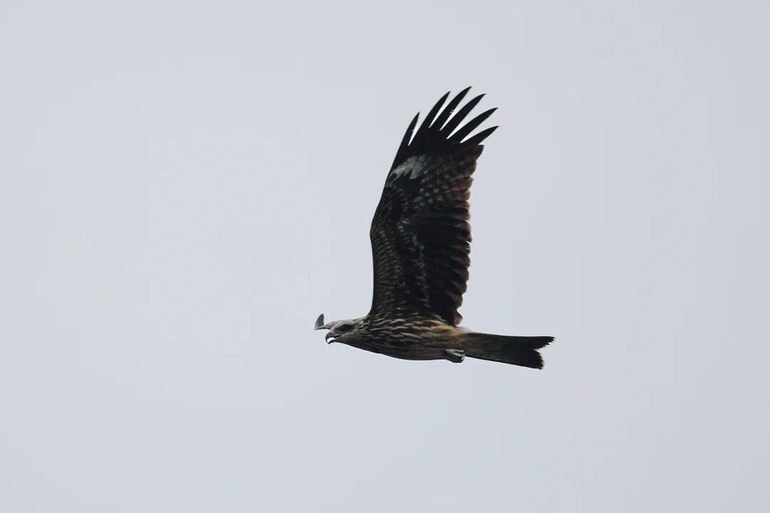 罕见！合肥上空现“鹰柱”奇观