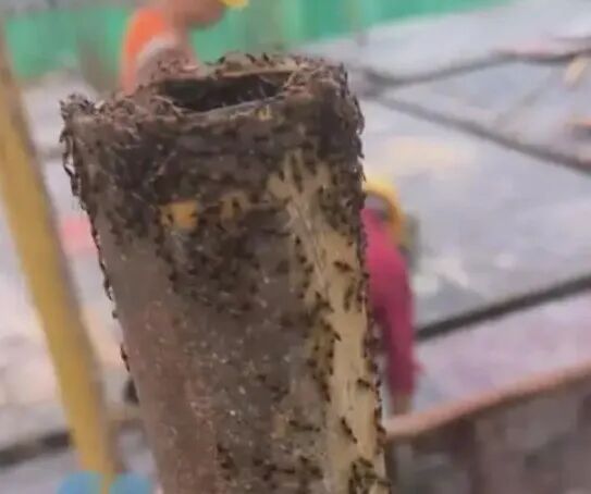 千万不能拍!多地现“行走的硫酸”,医院接诊量翻倍……遇到了这样应对→ 千万不能拍!多地现“行走的硫酸”,医院接诊量翻倍……遇到了这样应对→