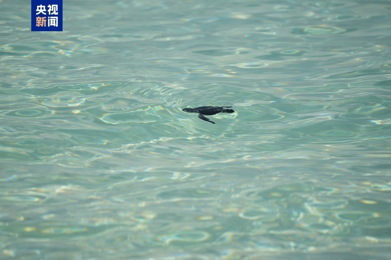 南沙群岛永暑礁迎来绿海龟宝宝 科研人员首次清晰记录孵化全过程 南沙群岛永暑礁迎来绿海龟宝宝 科研人员首次清晰记录孵化全过程