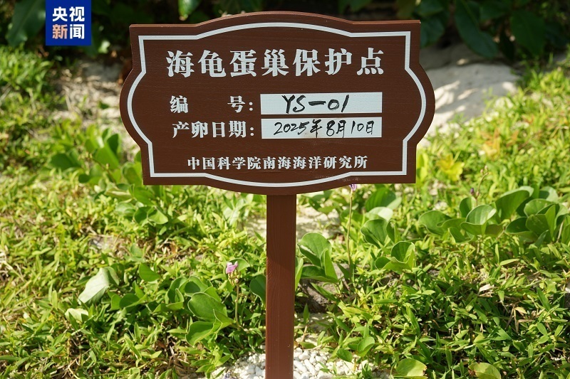 南沙群岛永暑礁迎来绿海龟宝宝 科研人员首次清晰记录孵化全过程 南沙群岛永暑礁迎来绿海龟宝宝 科研人员首次清晰记录孵化全过程