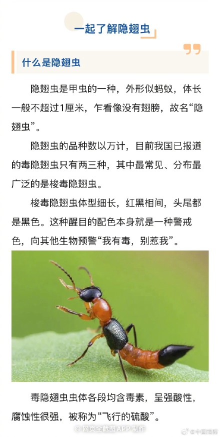 遇见隐翅虫请鼓起你的嘴