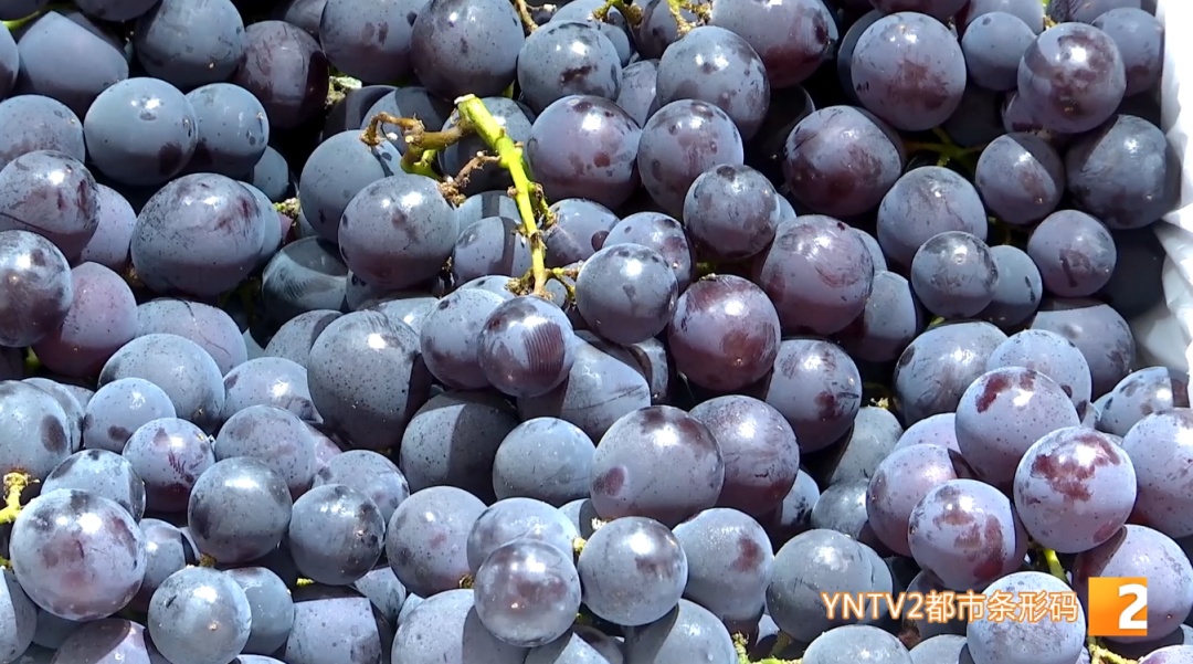 别再问怎么实现“水果自由”了，来云南逛市场，闭眼买都不心疼！