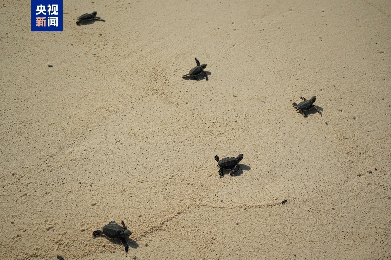 南沙群岛永暑礁迎来绿海龟宝宝 科研人员首次清晰记录孵化全过程 南沙群岛永暑礁迎来绿海龟宝宝 科研人员首次清晰记录孵化全过程