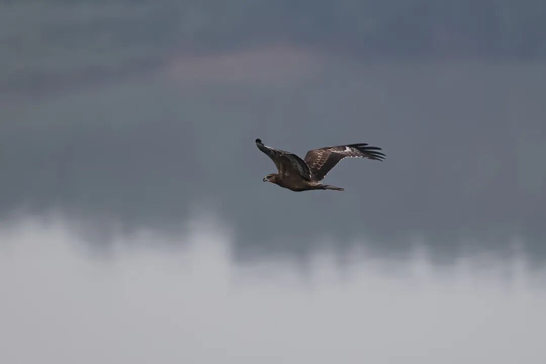 罕见！合肥上空现“鹰柱”奇观
