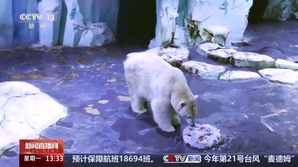前方高萌！动物园中秋限定“吃播” 看看它们的月饼是什么馅