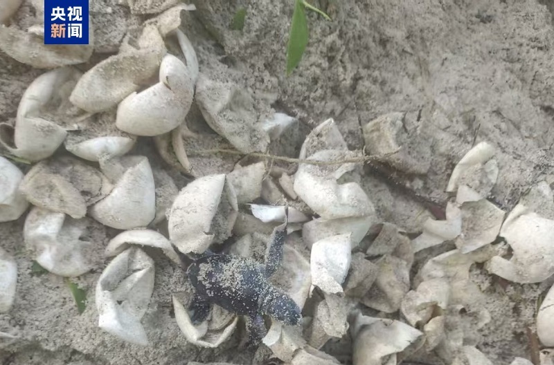 南沙群岛永暑礁迎来绿海龟宝宝 科研人员首次清晰记录孵化全过程 南沙群岛永暑礁迎来绿海龟宝宝 科研人员首次清晰记录孵化全过程