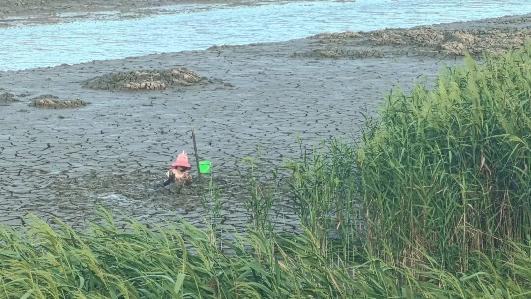 小女孩抓螃蟹被困滩涂，这一做法被救援人员点赞