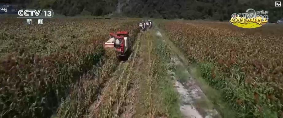 多地特色农业迎丰收：机械化 + 订单模式助增收 “金果子” 铺就乡村致富路