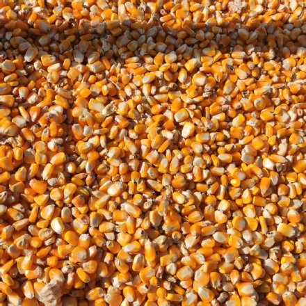 未来十天西北地区东部华北黄淮仍多降雨秋收受阻 抓住降雨间隙及时抢收