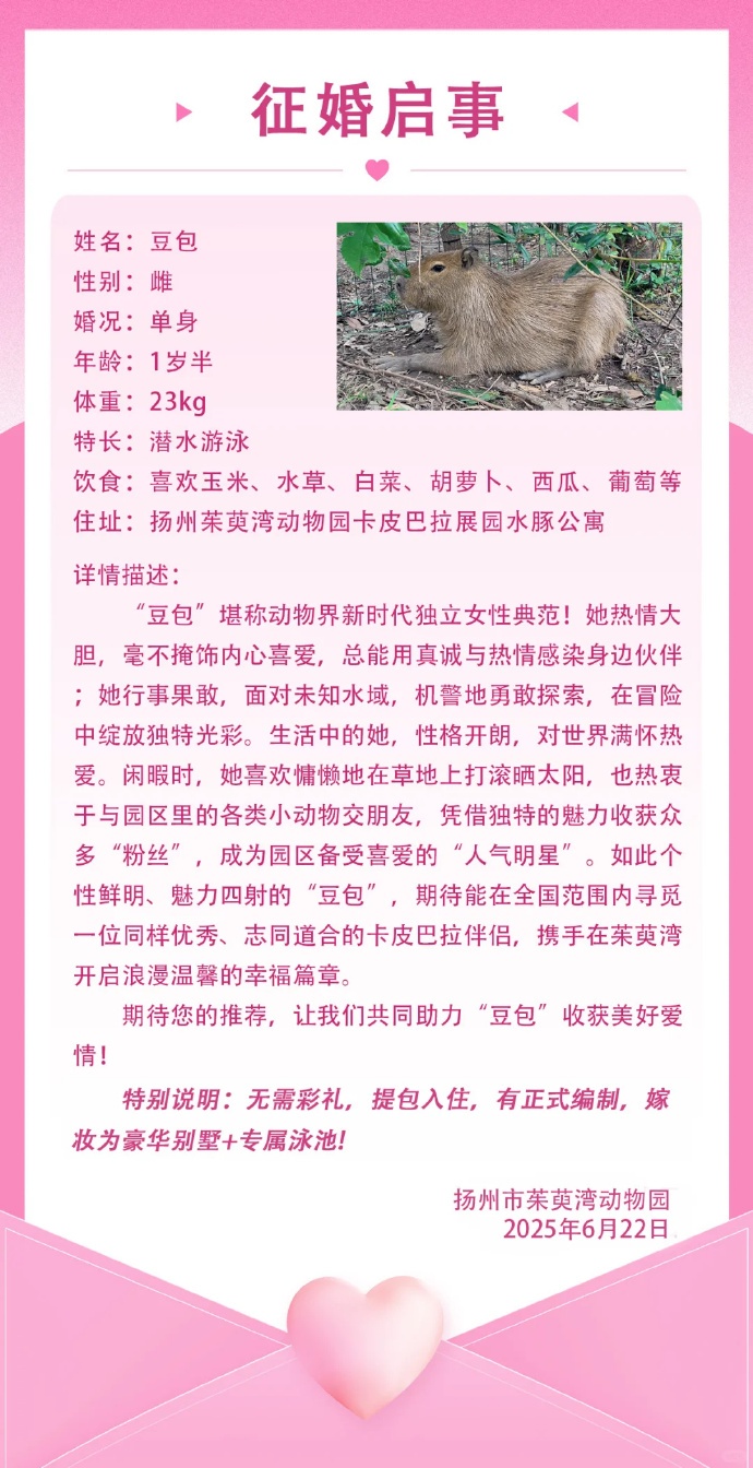 因“越狱”走红的卡皮巴拉“豆包”结婚了，新郎是福建三明动物园的“核桃”
