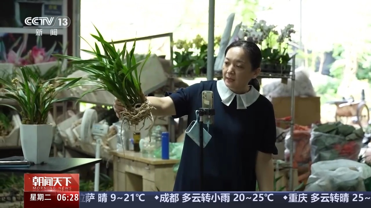 小花盆里长出“大生意” 看单一品类花卉产区如何破局