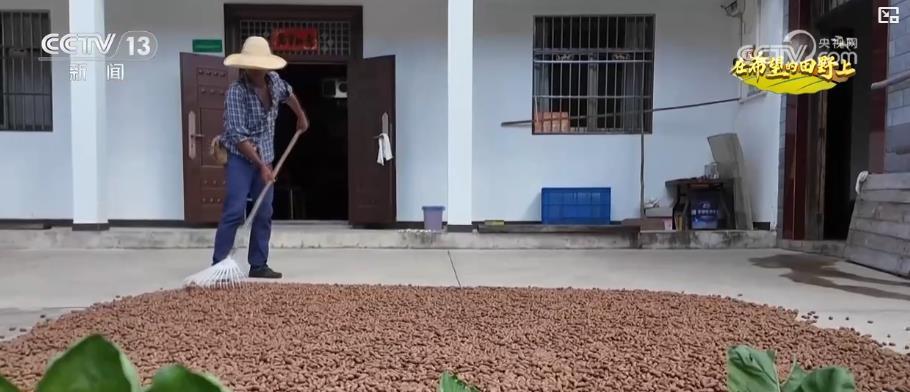 多地特色农业迎丰收：机械化 + 订单模式助增收 “金果子” 铺就乡村致富路