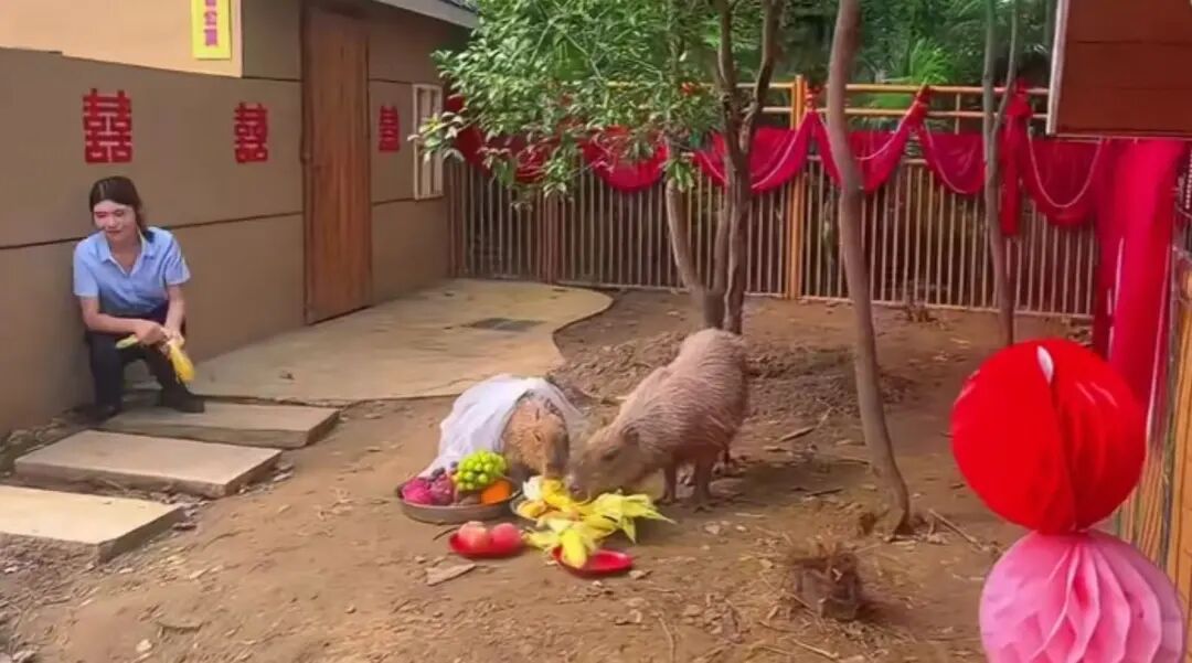 因“越狱”走红的卡皮巴拉“豆包”结婚了，新郎是福建三明动物园的“核桃”