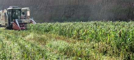 未来十天西北地区东部华北黄淮仍多降雨秋收受阻 抓住降雨间隙及时抢收