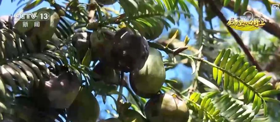 多地特色农业迎丰收：机械化 + 订单模式助增收 “金果子” 铺就乡村致富路