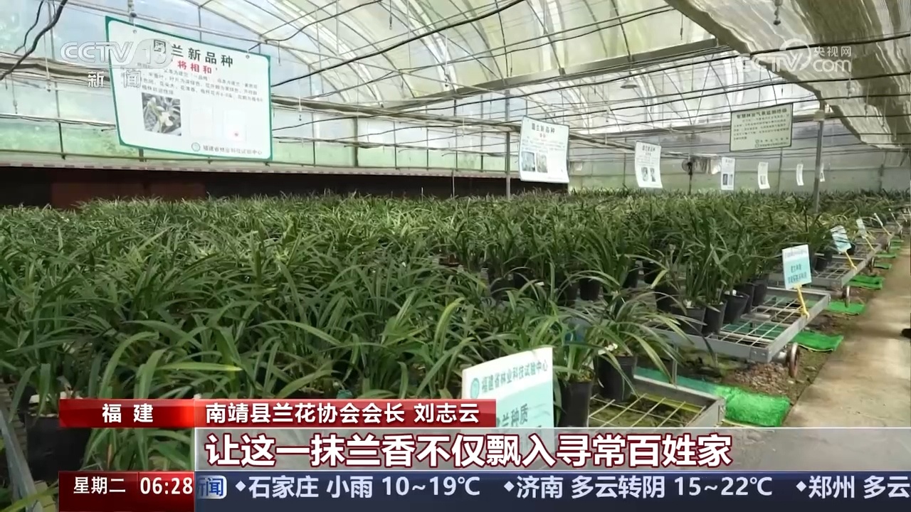 小花盆里长出“大生意” 看单一品类花卉产区如何破局
