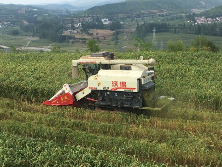 未来十天西北地区东部华北黄淮仍多降雨秋收受阻 抓住降雨间隙及时抢收