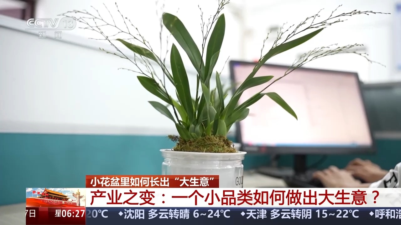 小花盆里长出“大生意” 看单一品类花卉产区如何破局