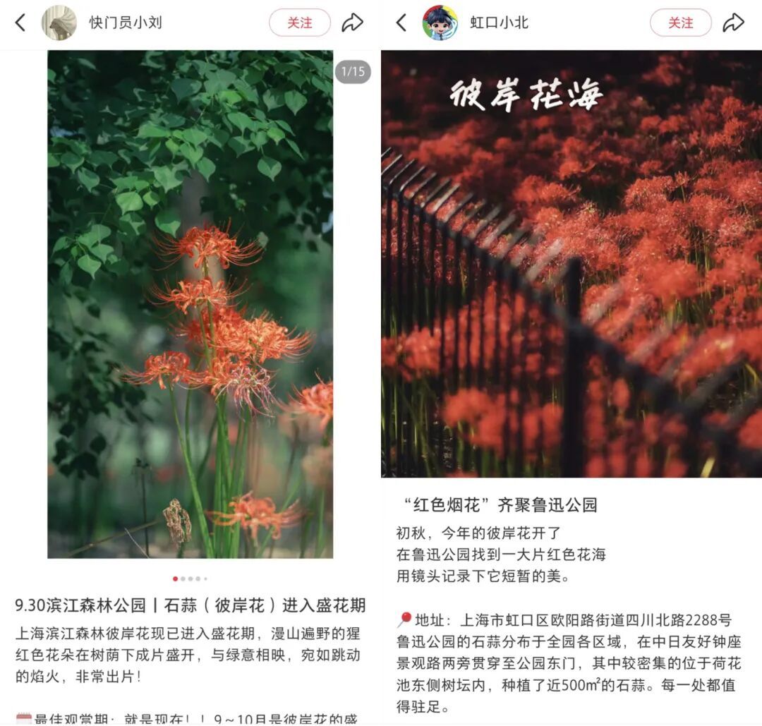 上海也惊现红色花海！提醒：全株有毒 别碰