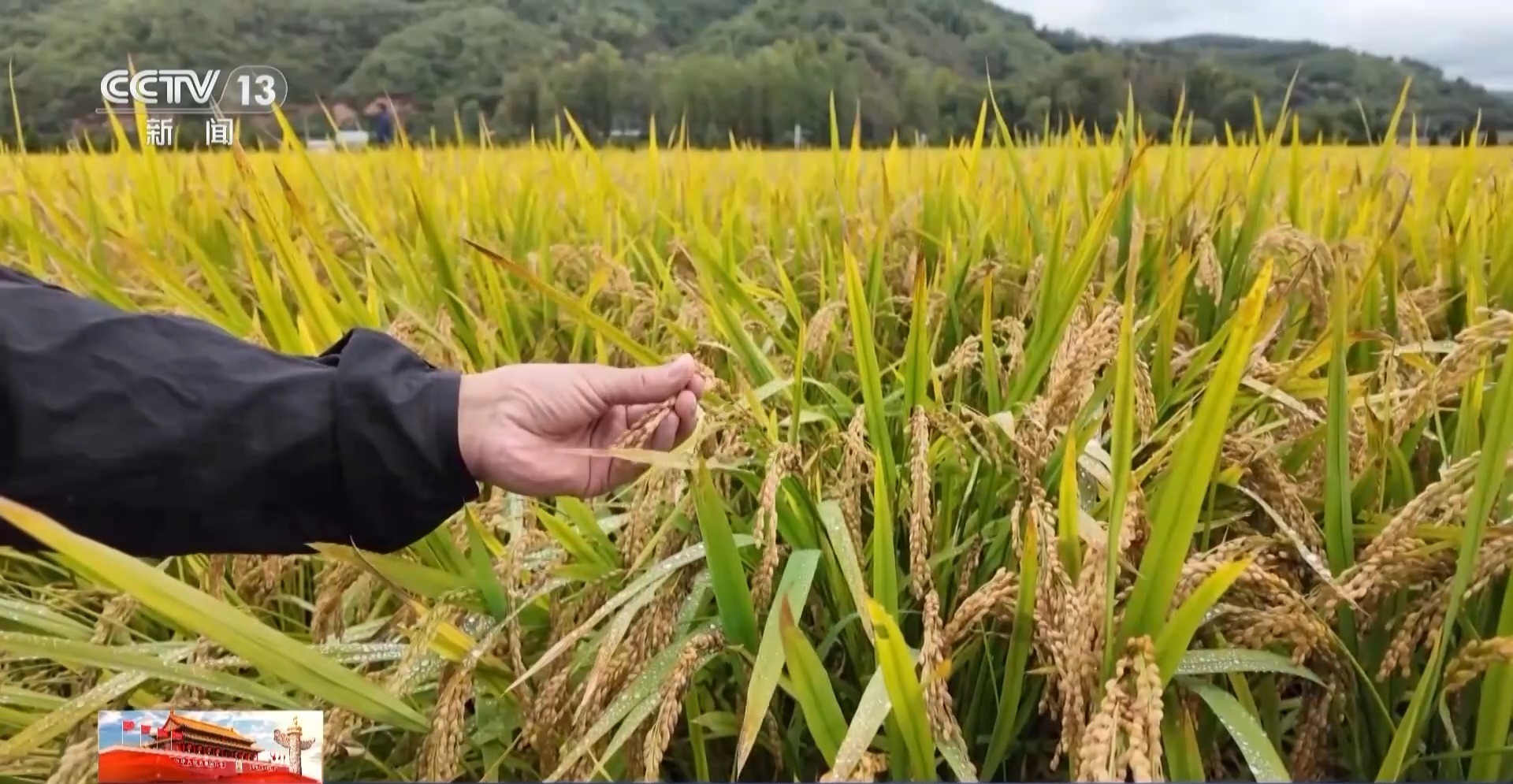 光伏步道、3D打印稻草人……田间地头“未来感”拉满 光伏步道、3D打印稻草人……田间地头“未来感”拉满