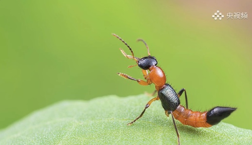 近期正活跃，遇到千万不要拍打！