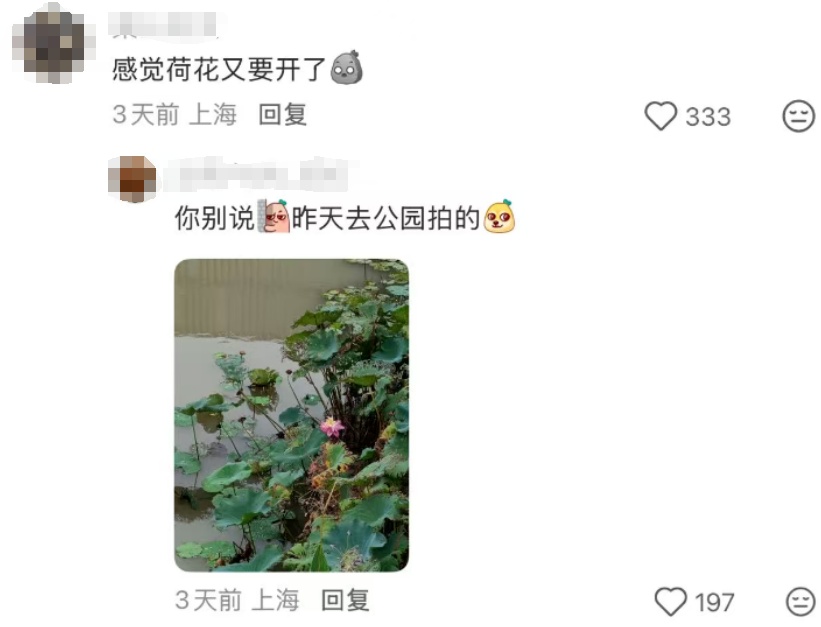 上海今夏已长达150天！气温再度反扑，植物集体“摆烂”…桂花：礼貌吗？