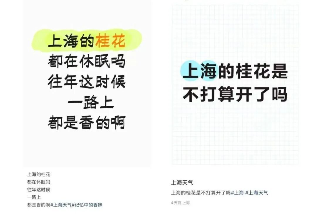 上海今夏已长达150天！气温再度反扑，植物集体“摆烂”…桂花：礼貌吗？