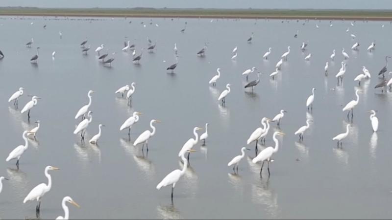 江西:首批冬候鸟飞抵鄱阳湖南矶湿地