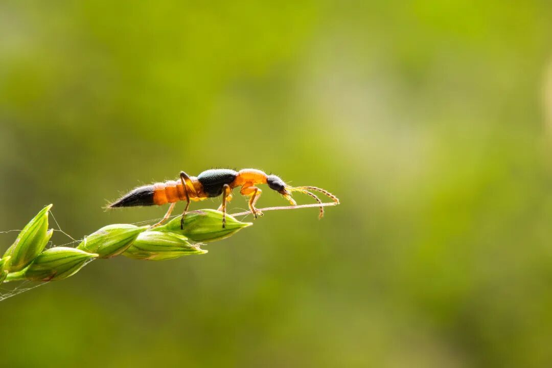 近期正活跃，遇到千万不要拍打！