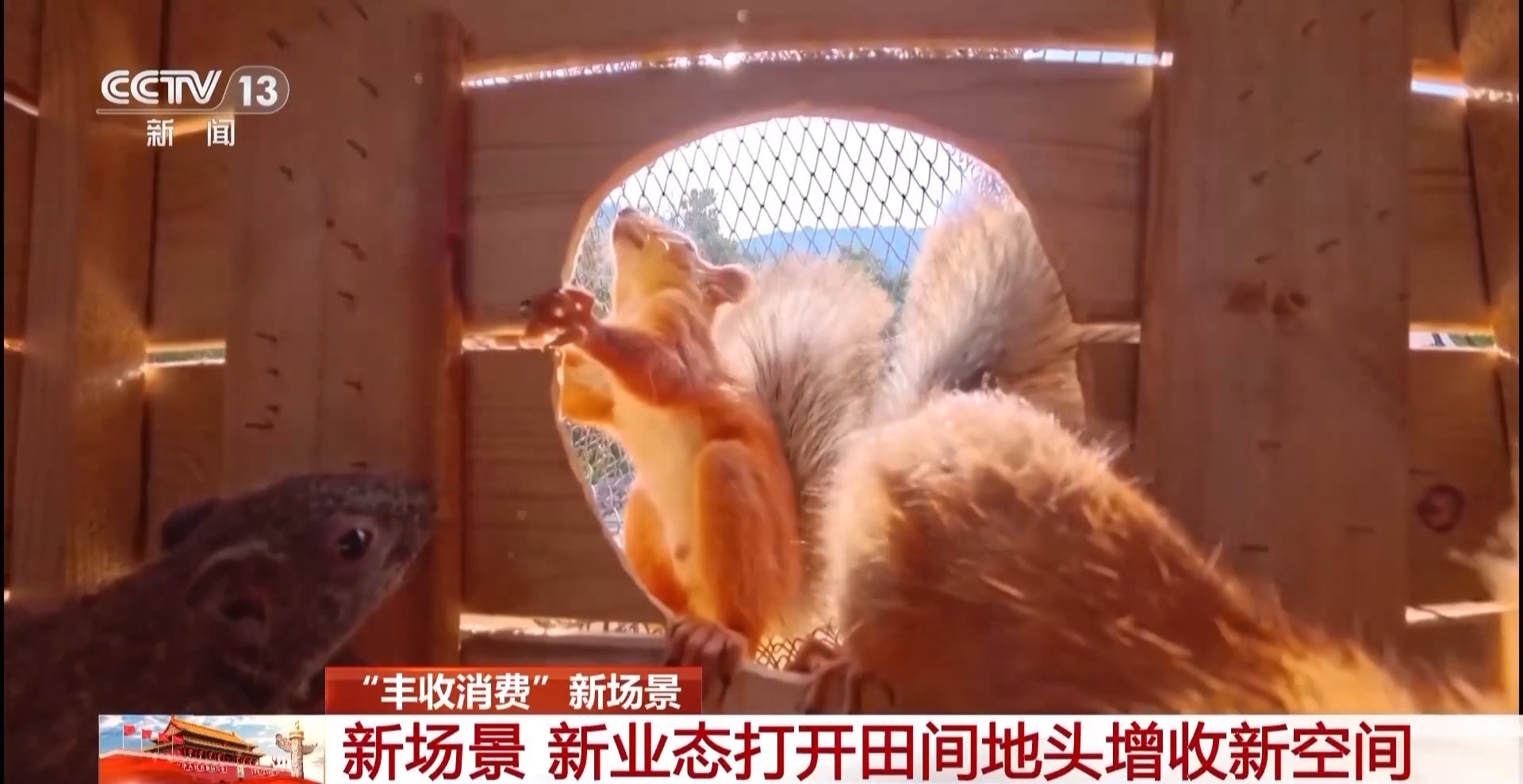 光伏步道、3D打印稻草人……田间地头“未来感”拉满 光伏步道、3D打印稻草人……田间地头“未来感”拉满