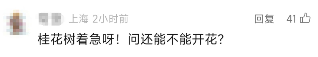 上海今夏已长达150天！气温再度反扑，植物集体“摆烂”…桂花：礼貌吗？
