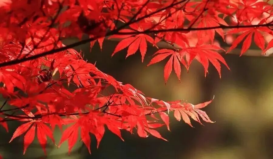 寒露至，秋意浓：今天起，要做这些事→