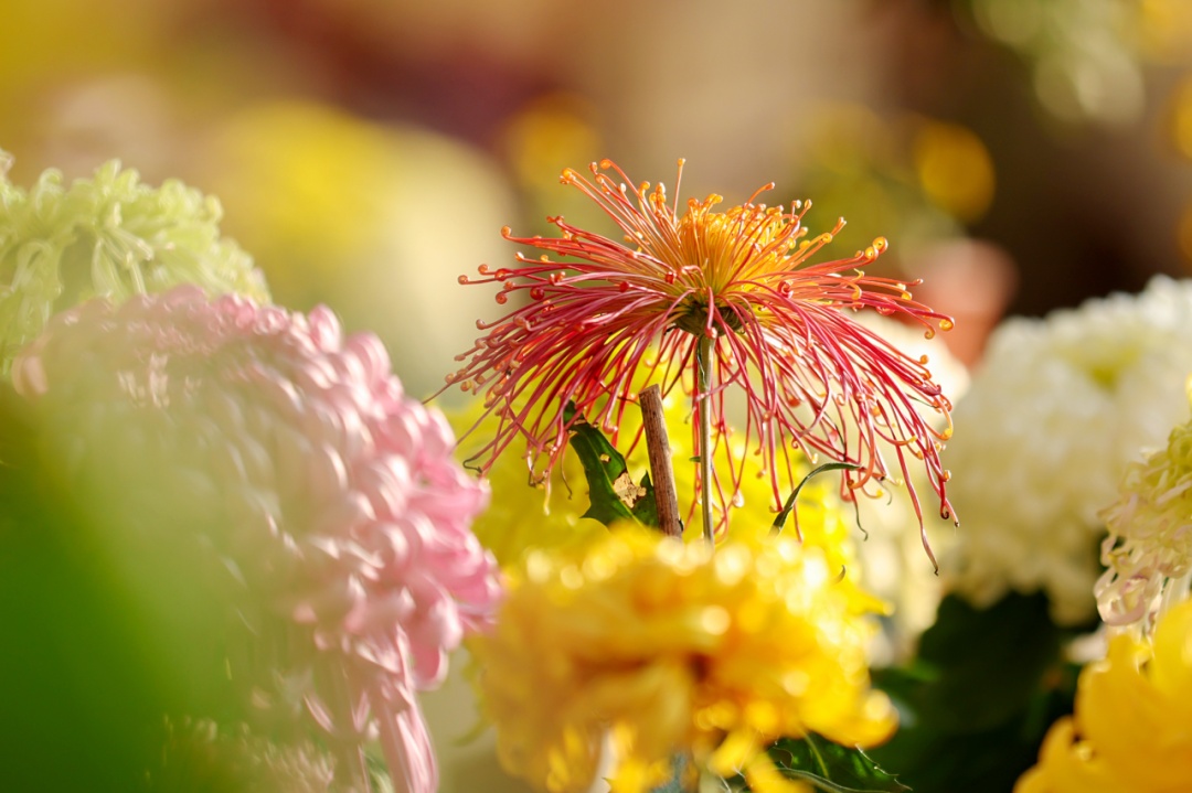 寒露至，秋意浓：今天起，要做这些事→