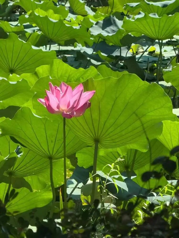 全城等疯了！上海桂花刷新最晚开纪录，早银桂零星开花了，但专家预测…