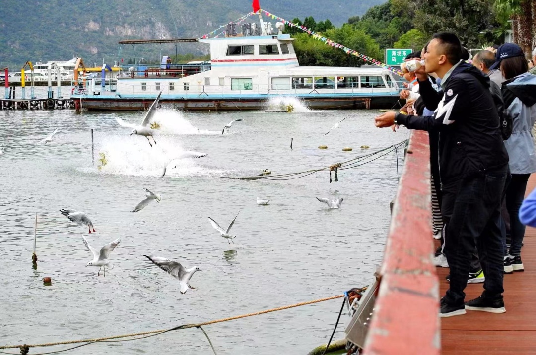 网友在滇池拍到红嘴鸥！“先头部队”到昆明了？鸟协回应