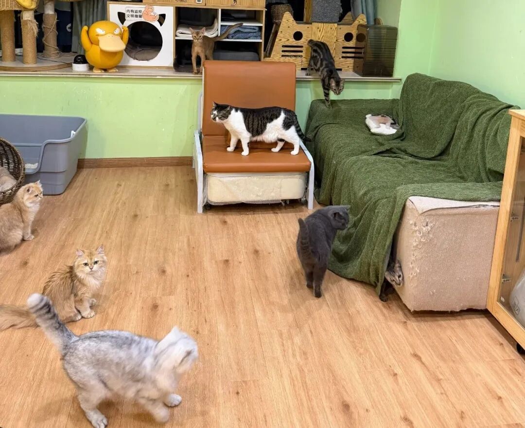 国庆上门喂猫，入账近3万元！“9天上门喂猫收8100元”是真的吗？体验宠物托管师的一天