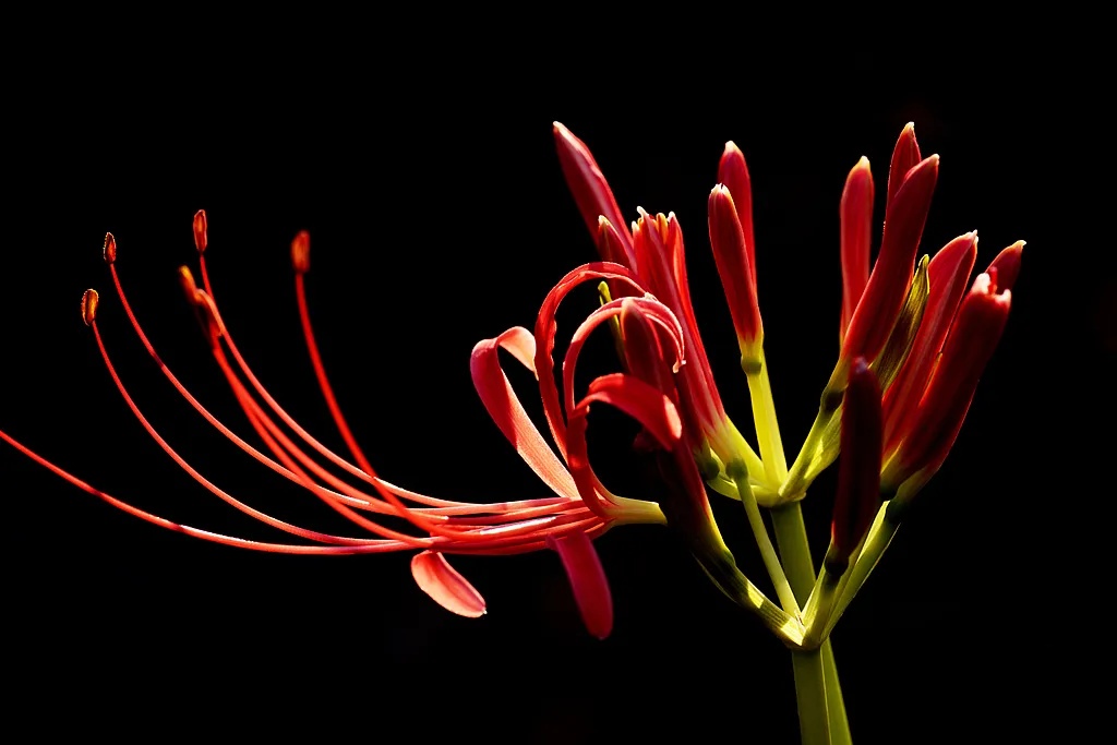 紧急提醒：有毒，别碰！上海正大量出现，虽然美丽却实在危险→