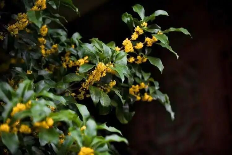 全城等疯了！上海桂花刷新最晚开纪录，早银桂零星开花了，但专家预测…