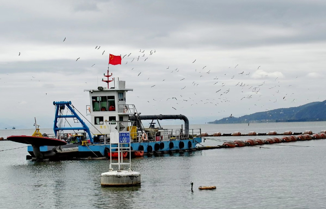 网友在滇池拍到红嘴鸥！“先头部队”到昆明了？鸟协回应