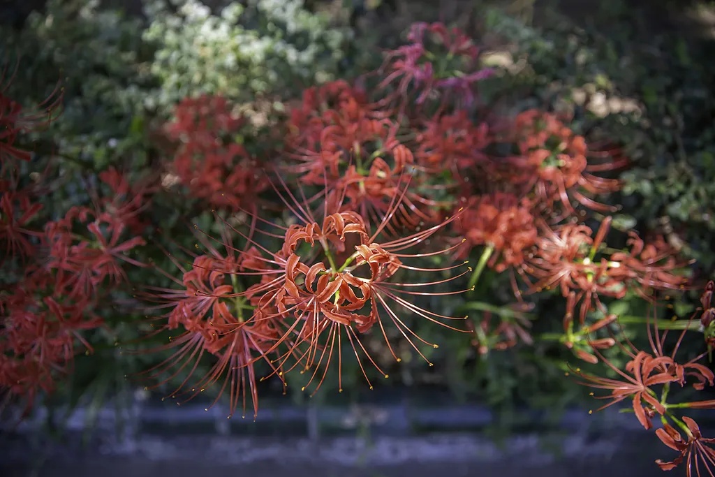 紧急提醒：有毒，别碰！上海正大量出现，虽然美丽却实在危险→