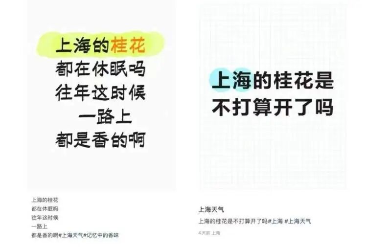 全城等疯了！上海桂花刷新最晚开纪录，早银桂零星开花了，但专家预测…