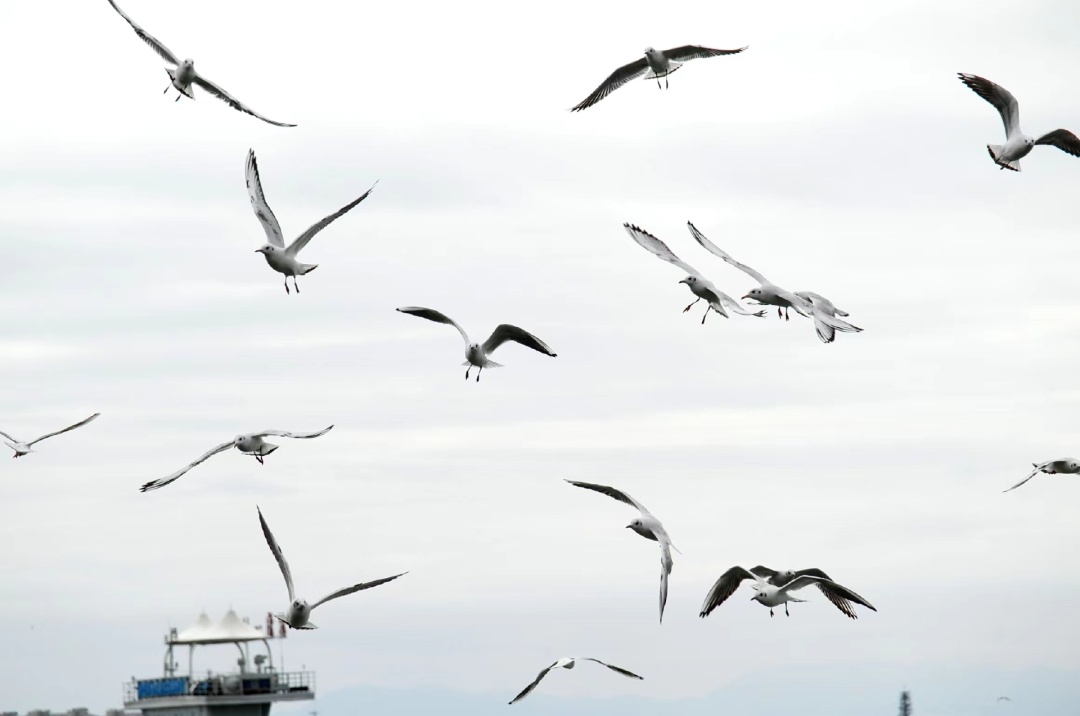 网友在滇池拍到红嘴鸥！“先头部队”到昆明了？鸟协回应