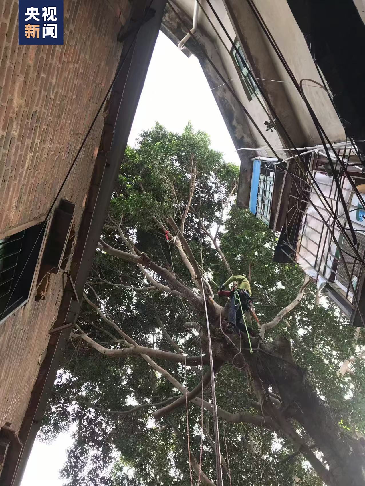 “爬树”也能修学分？这所高校的“攀树课”一课难求！