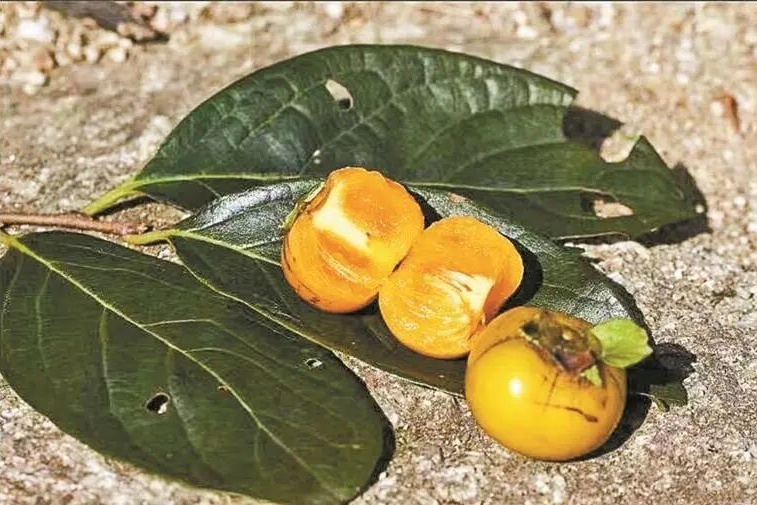 路边这种小果子，别捡！别吃！近期大量出现......