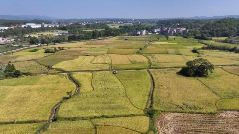 江西永丰：秋收好“丰”景 晚稻收割忙