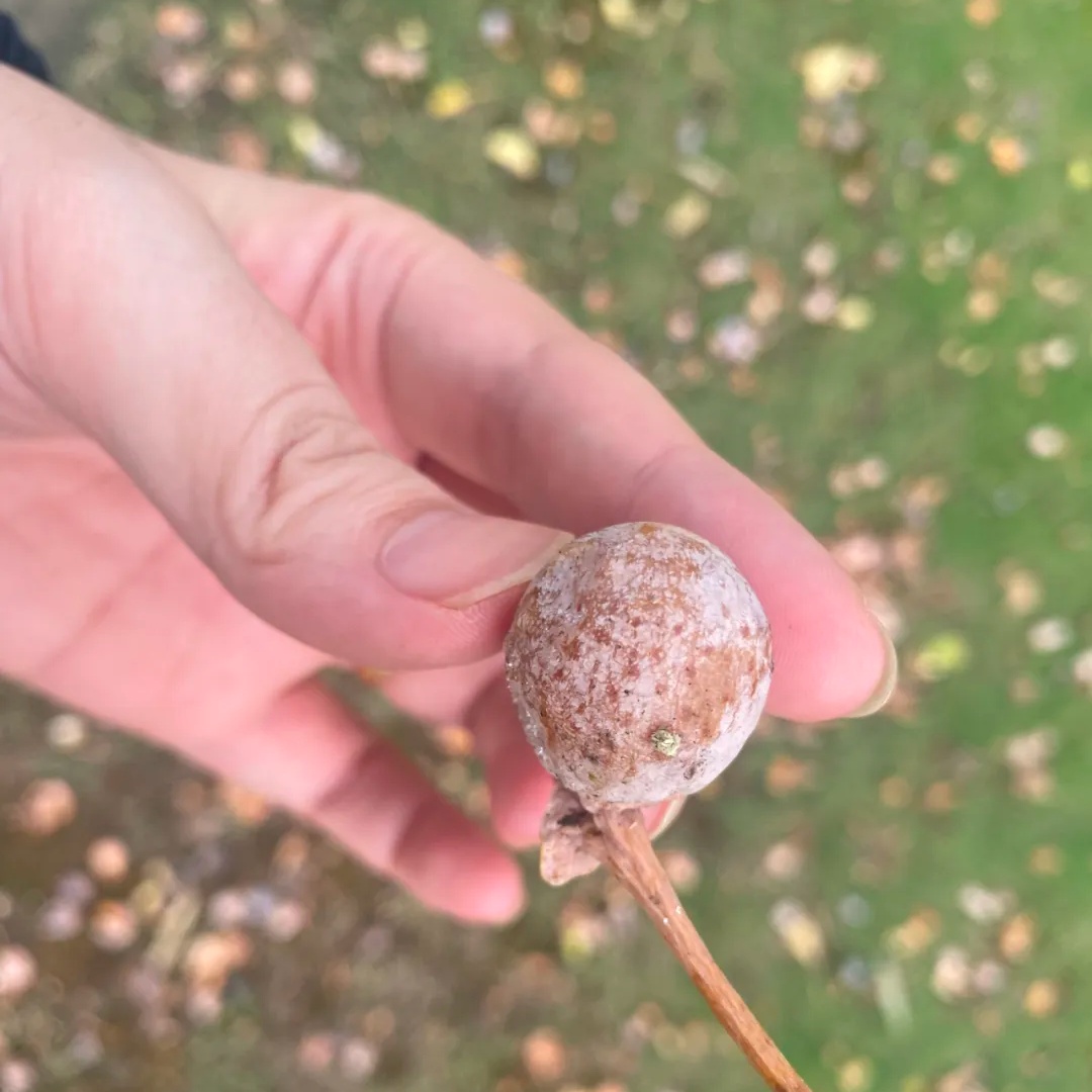 路边这种小果子，别捡！别吃！近期大量出现......