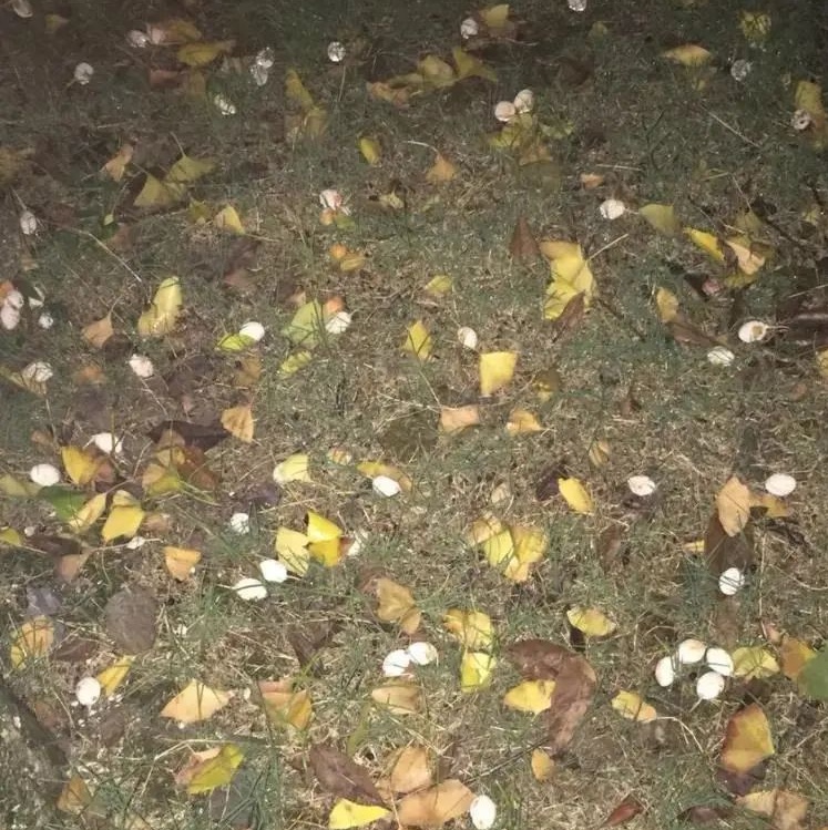 路边这种小果子，别捡！别吃！近期大量出现......